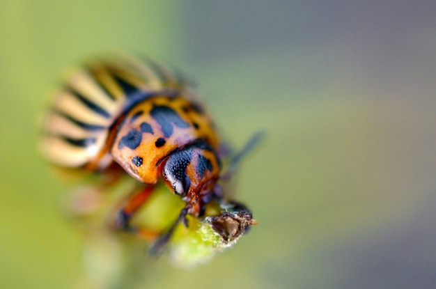 Coloradokever leptinotarsa decemlineata die op aardappelbladeren kruipen