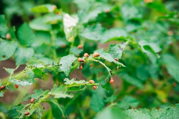 Coloradokever Leptinotarsa decemlineata op aardappelstruiken Plaag van planten en landbouw Behandeling met bestrijdingsmiddelen Insecten zijn plagen die planten beschadigen