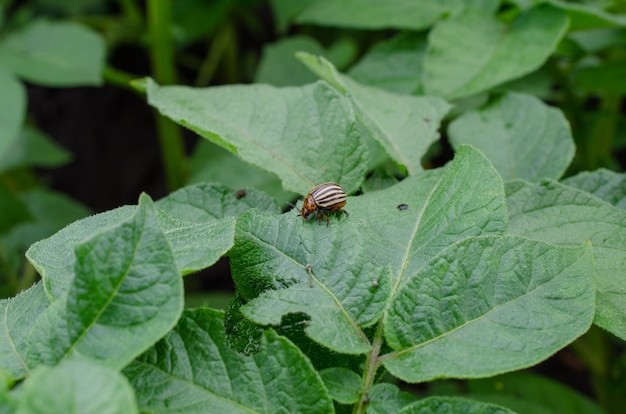 Coloradokever op aardappelbladeren die het eten parasieten in de landbouw