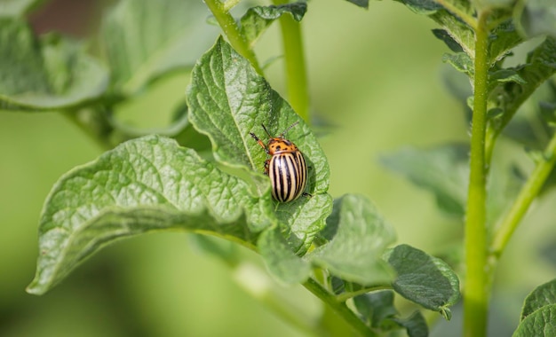 Coloradokever op een groen aardappelblad Groene achtergrond