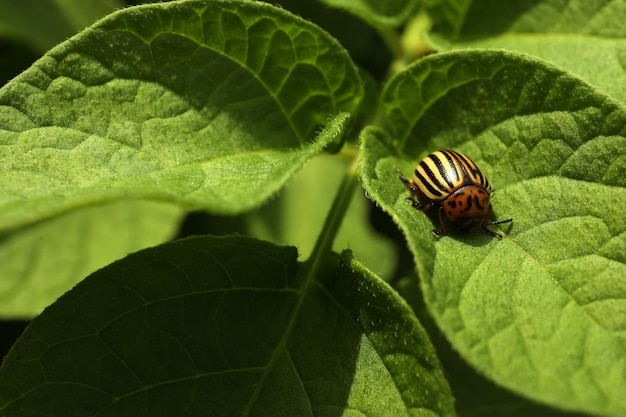 Coloradokever op groene plant buitenshuis close-up