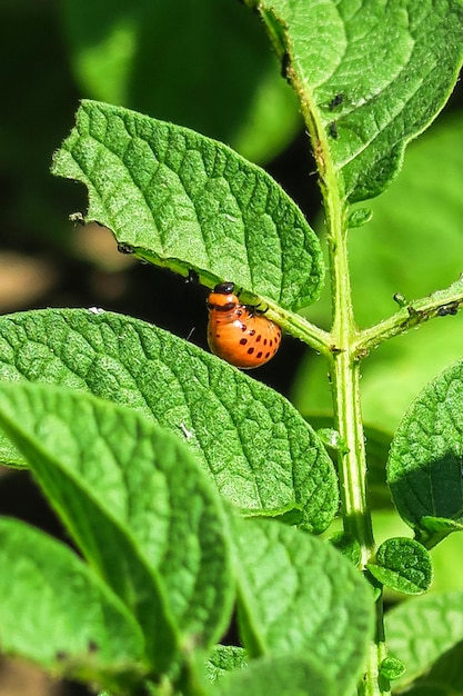 Coloradokever zit op een aardappelstruik