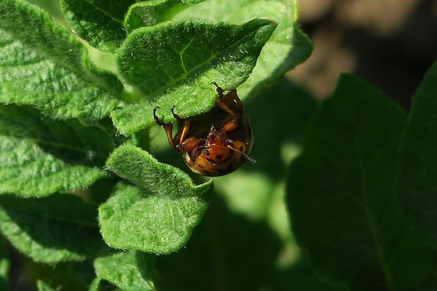 Coloradokever zit op een verticaal schot van de aardappelstruik