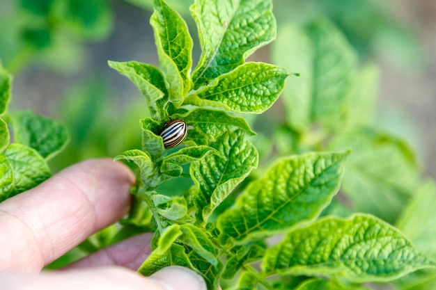 Foto coloradokever zittend op een aardappelstruik op de bladeren