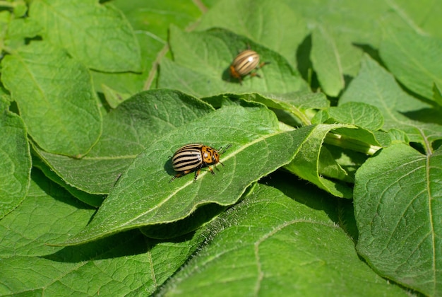 Coloradokeverplaag op aardappelblad. Coloradokevers vernietigen gebladerte in de zomertuin. Aardappelplaag eet groenteplanten