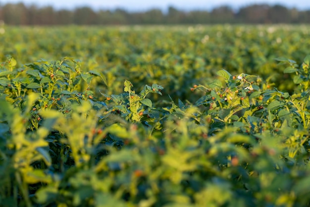 Coloradokevers die aardappelen kweken als voedingsproduct