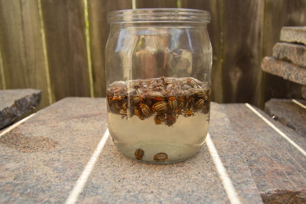 Coloradokevers verzameld in een pot water