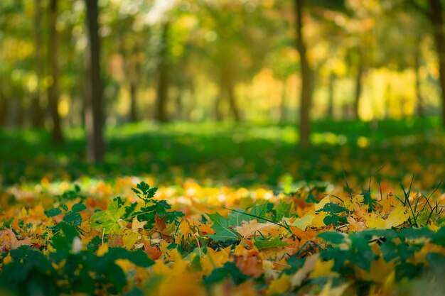 Colored autumn leaves in sunny warm forest Beautiful autumn seasonal leaves on the ground in forest