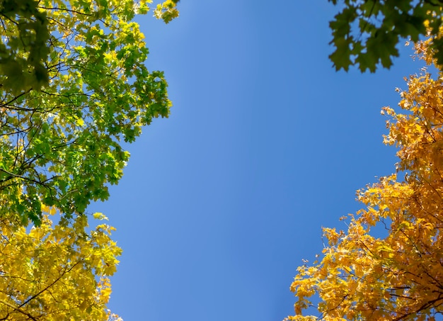 Colored autumn trees against the blue sky. Template with space for text and your ideas