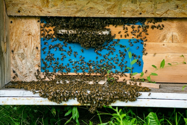 Colored bee houses on green meadow in countryside