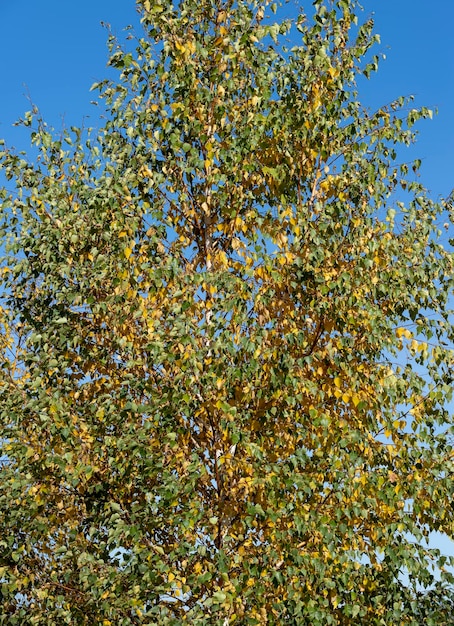 Colored birch tree foliage in autumn