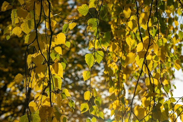 가을에 색색의 자작나무 단풍