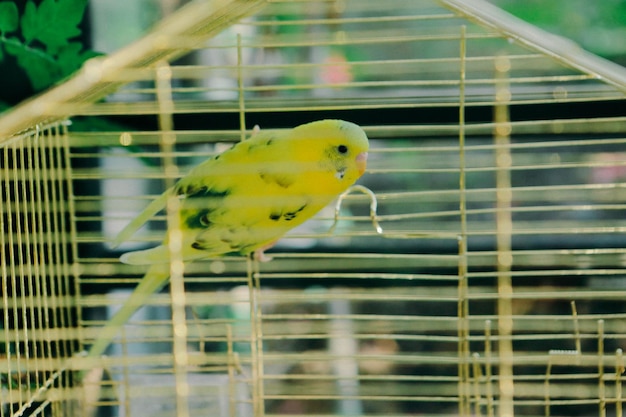 colored bird in the cage