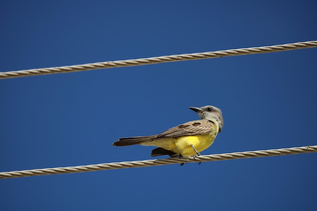 Photo colored bird on wire