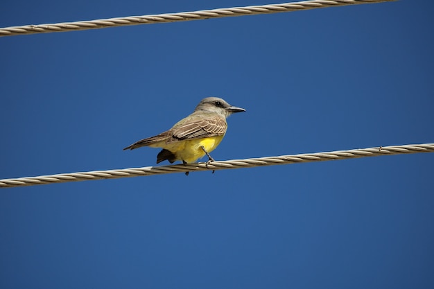 Photo colored bird on wire