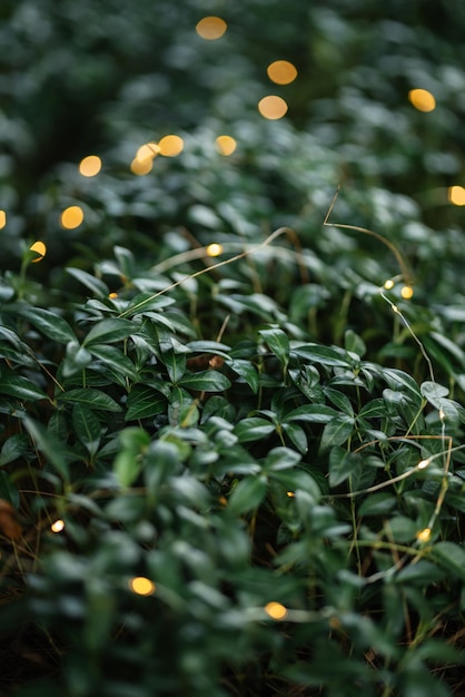 暗い背景に色付きのぼやけたボケのクリスマスの花輪