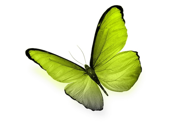 Colored butterfly isolated on a white background. High quality photo