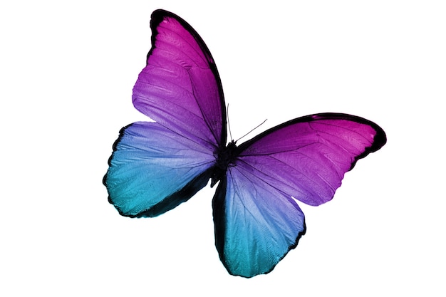 Colored butterfly isolated on a white background. High quality photo