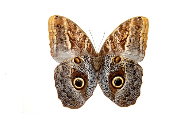 Colored butterfly isolated on a white background. High quality photo