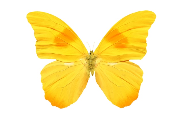 Colored butterfly isolated on a white background. High quality photo