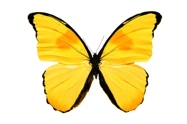 Colored butterfly isolated on a white background. High quality photo