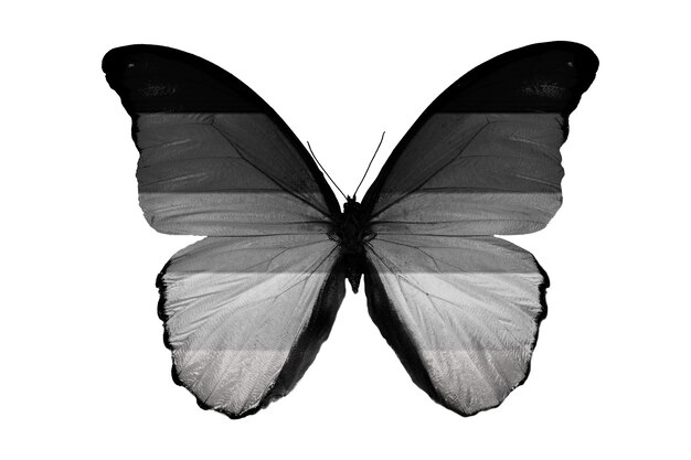 Colored butterfly isolated on a white background. High quality photo