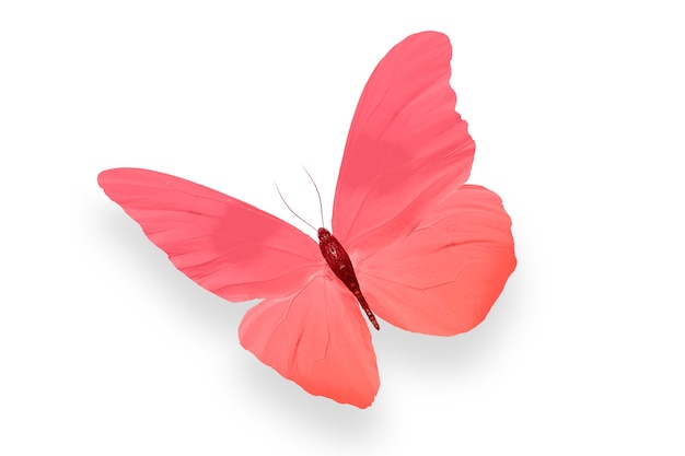 Colored butterfly isolated on a white background. High quality photo