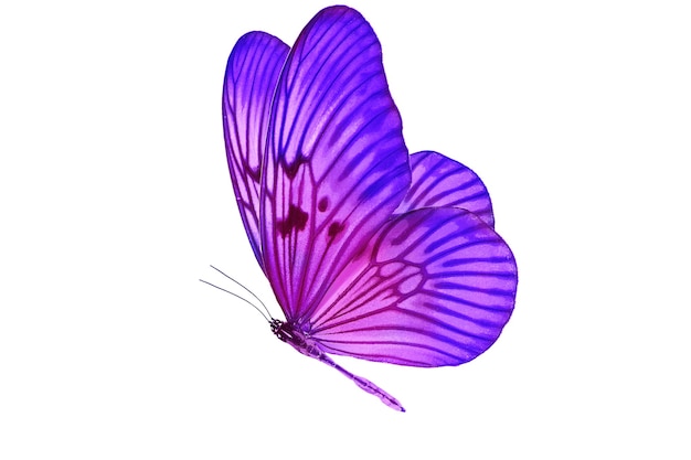 Colored butterfly isolated on a white background. High quality photo