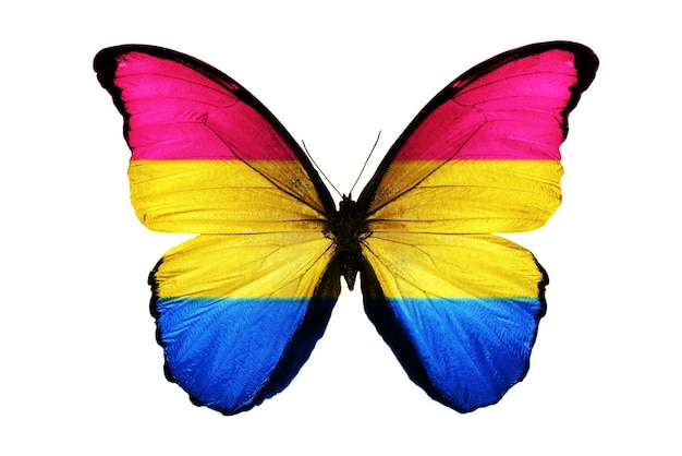 白い背景で隔離の色の蝶。高品質の写真