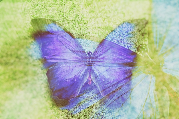 色付きの蝶。熱帯の昆虫。美しい蛾。緑の草の背景に。