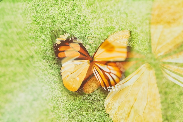 Colored butterfly. tropical insect. beautiful moth. on the background of green grass.