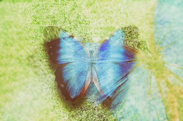 写真 色付きの蝶。熱帯昆虫。美しい蛾。緑の草の背景に。
