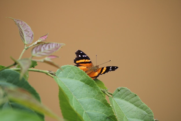 色付きの蝶