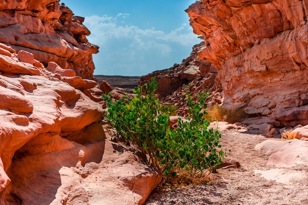 Colored canyon in the Sinai Peninsula, beautiful curved limestone stones, plants among the stones