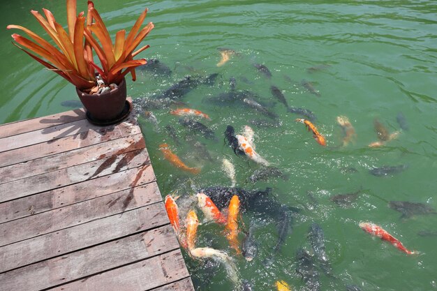 Colored carps swim in the pond