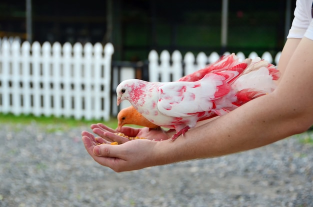 A colored dove eats from human hands