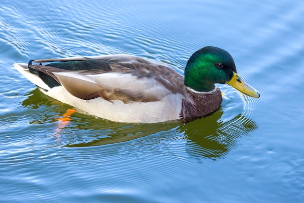 池の自然と鳥の色のアヒルのうんち