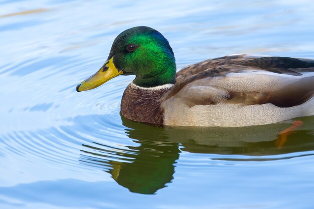 池の自然と鳥の色のアヒルのうんち