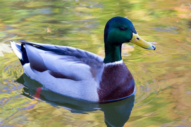 池の自然と鳥の色のアヒルのうんち