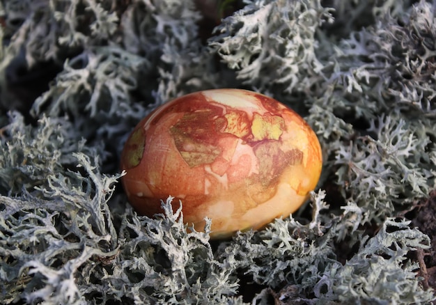 Colored Easter eggs on the moss in the forest