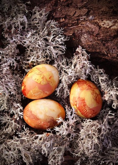 Colored Easter eggs on the moss in the forest