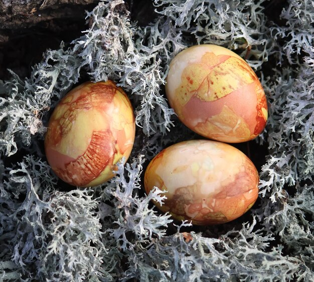 Colored Easter eggs on the moss in the forest