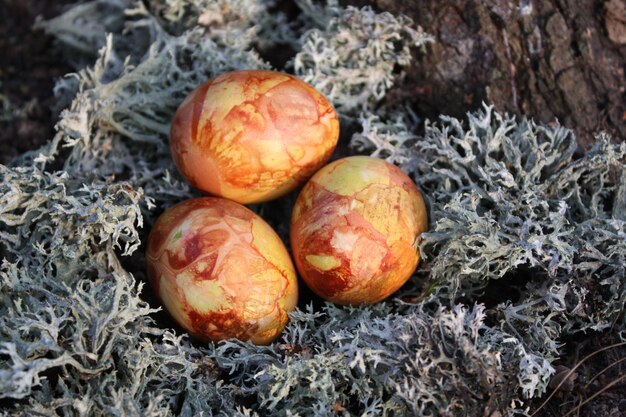 Colored Easter eggs on the moss in the forest