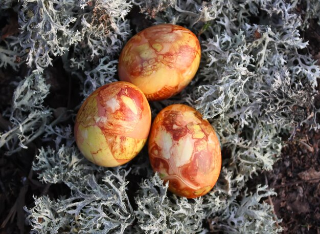 Colored Easter eggs on the moss in the forest