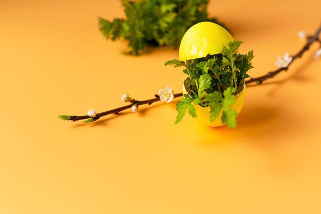 Colored eggs with spring green grass and flowering tree branch on an orange background Easter holiday family traditions