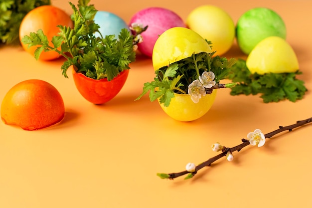 Colored eggs with spring green grass and flowering tree branch on an orange background Easter holiday family traditions