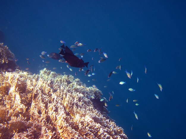 Colored fish in coral