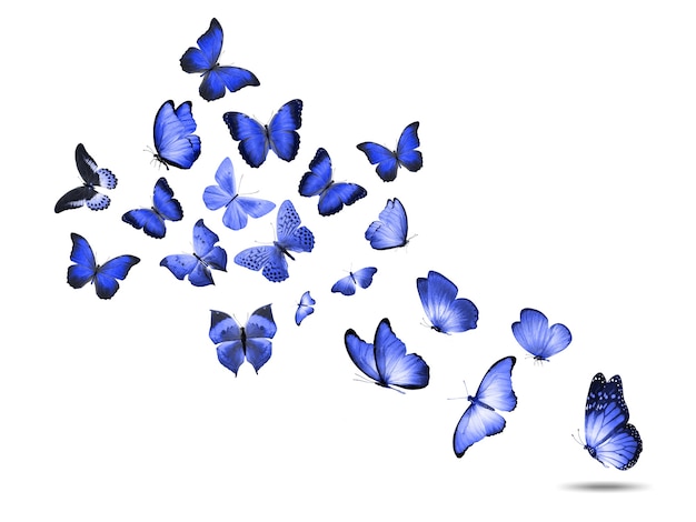 Colored flying butterflies isolated on a white background. High quality photo