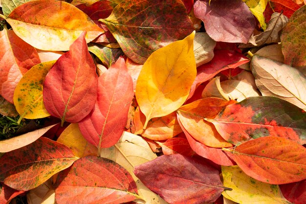 The colored leaves of the persimmon