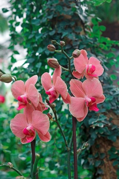 写真 植物園の着色された蘭